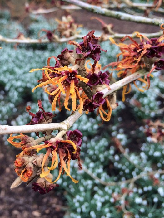 Bare branches with orange flowers