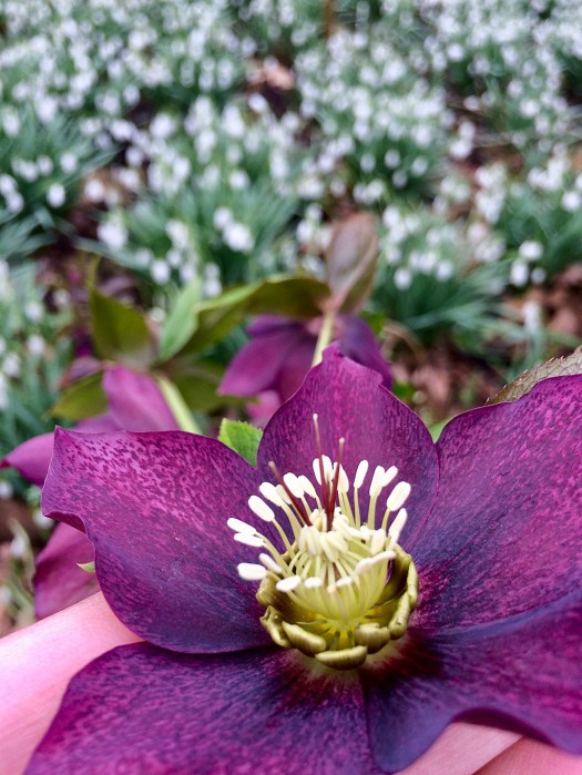 Velvety hellebore hybrid with a blurred sea of snowdrops