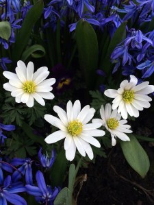 Clear white anemones with deep blue scillas