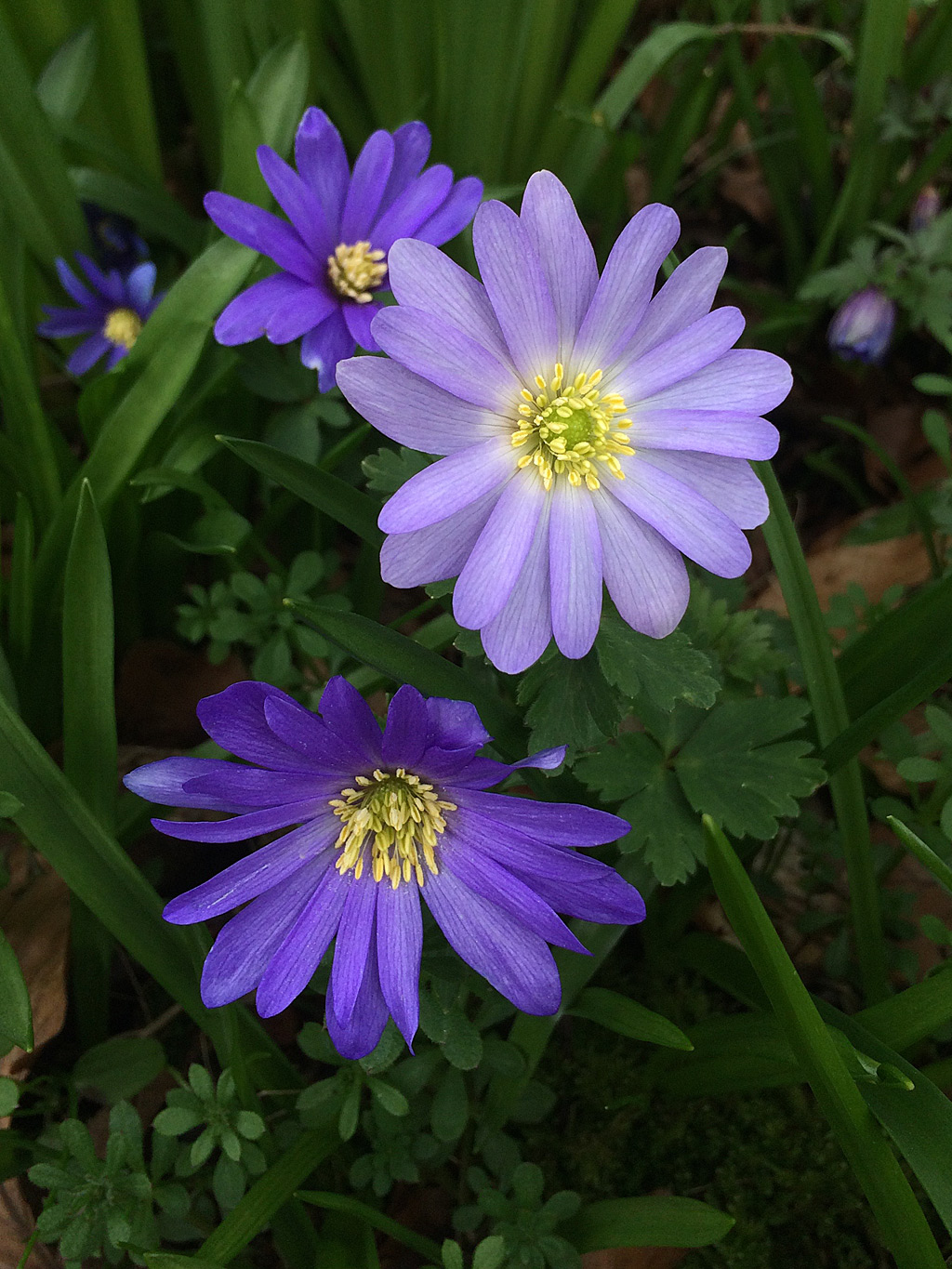 Blowing In The Wind: Anemone Blanda  Susan Rushton