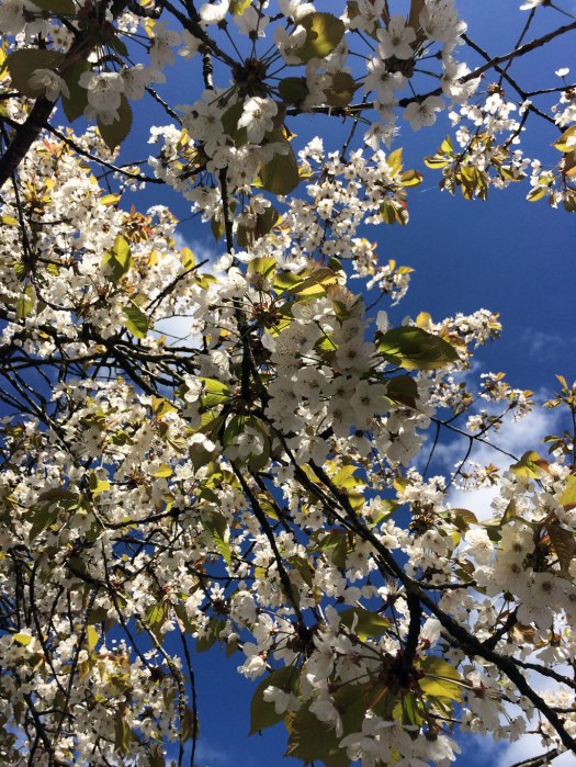 Blossom against a blue sky