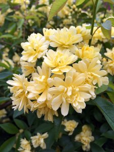 Yellow rambling rose