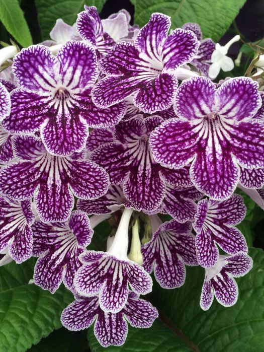 Flowers with stripes, edges and netting effects