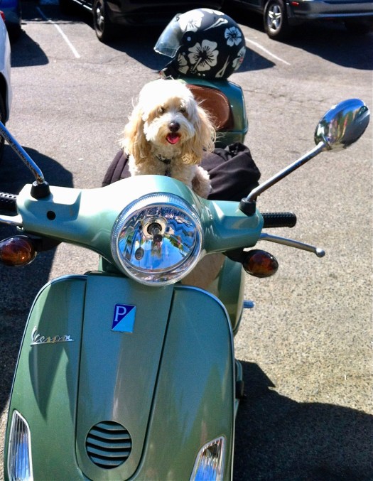 Cute dog on a Vespa scooter waiting for its owner