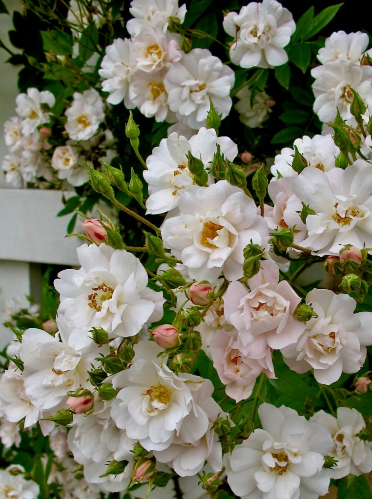 Largest Rambling Roses Prolific Shrub And Rambler Roses – Susan Rushton