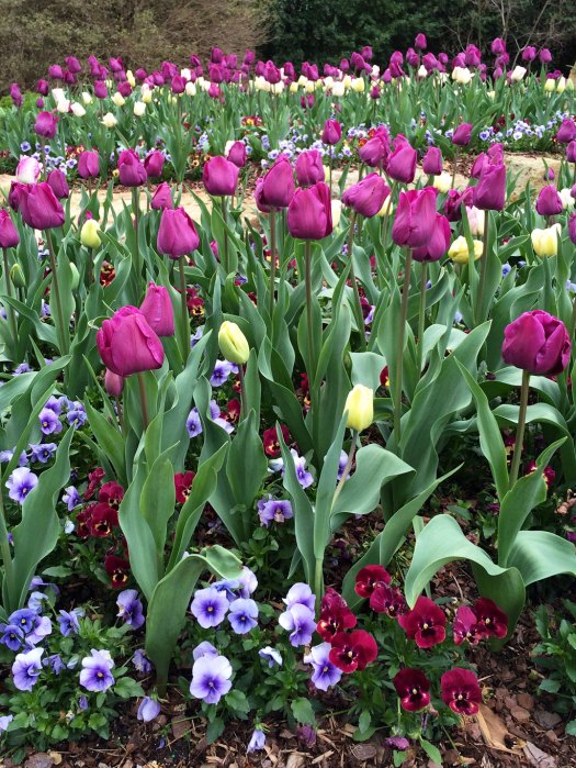 Rows of tulips underplanted with pansies