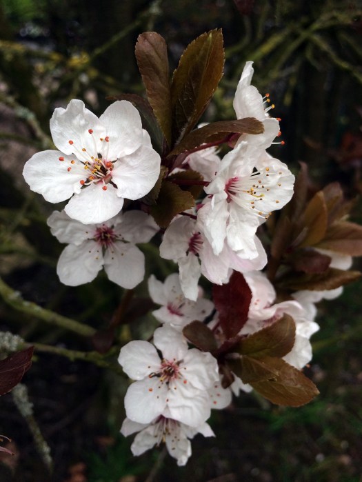 White blossom against dark emerging foliage