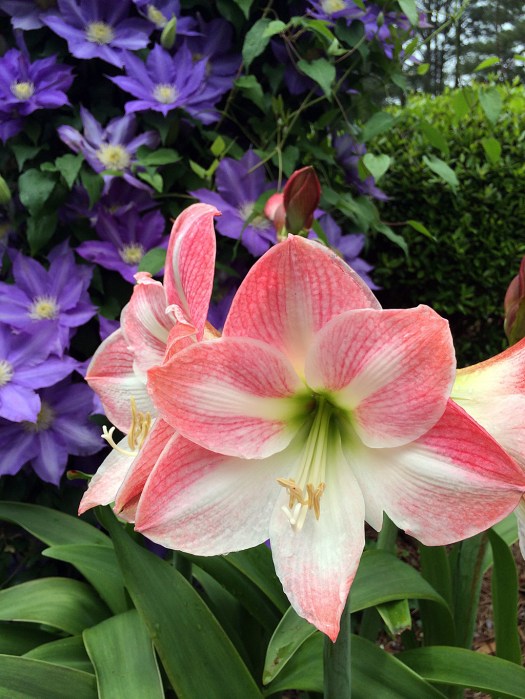 Pink and white amaryllis flowers in front of a purple clematis