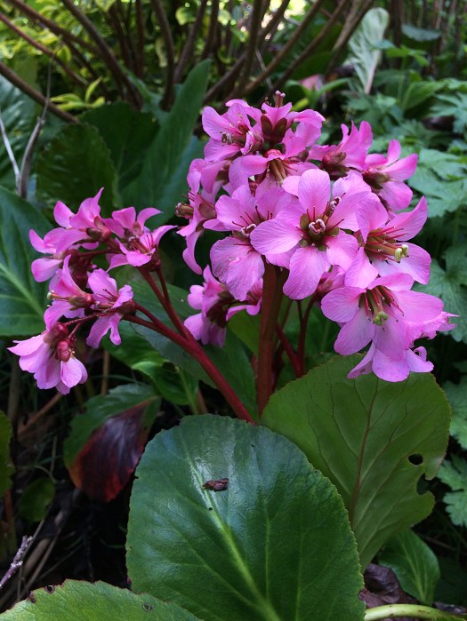 Bergenia leaves and flower scapes