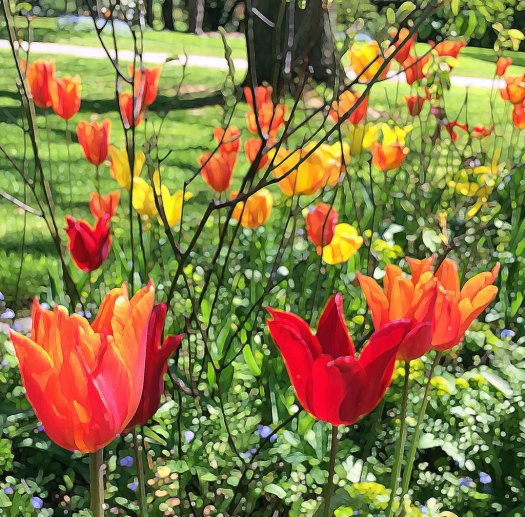 Bright orange and yellow tulips