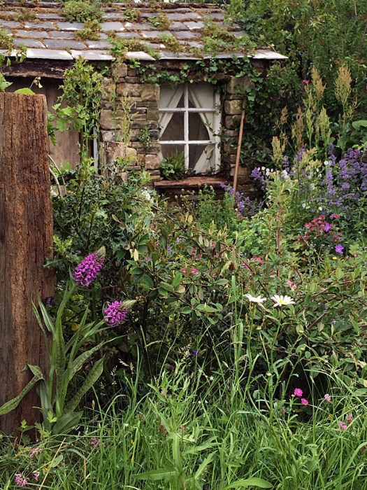 Anacamptis pyramidal (pyramid orchid)
