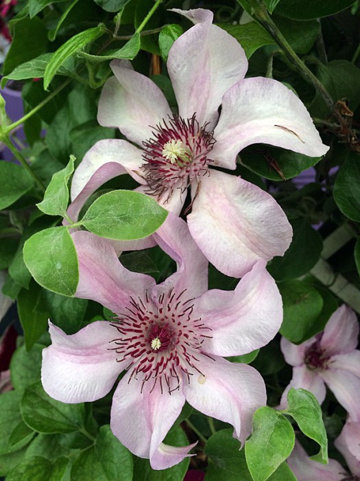 Pink clematis flowers with dark stamens