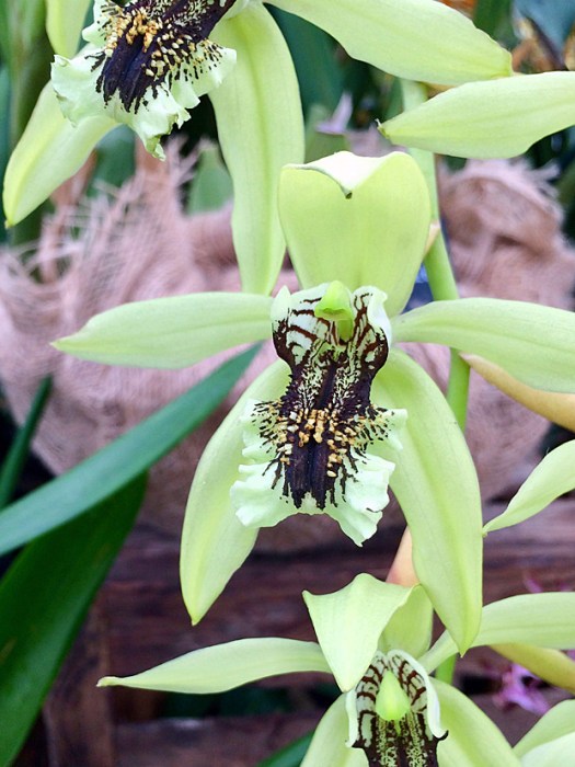 Green and black orchid