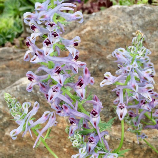 Delicate blue tubular flowers with burgundy mouths