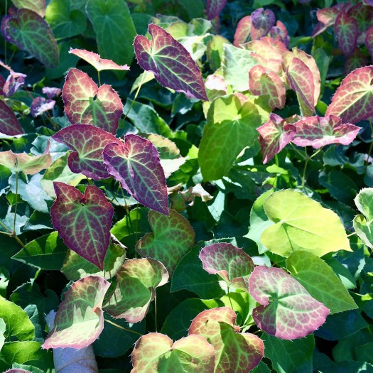 Heart shaped leaves with lighter veining