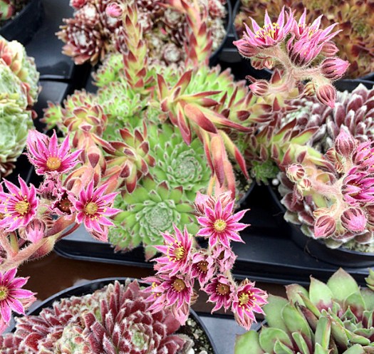 Sempervivum with scapes of pink, starry flowers