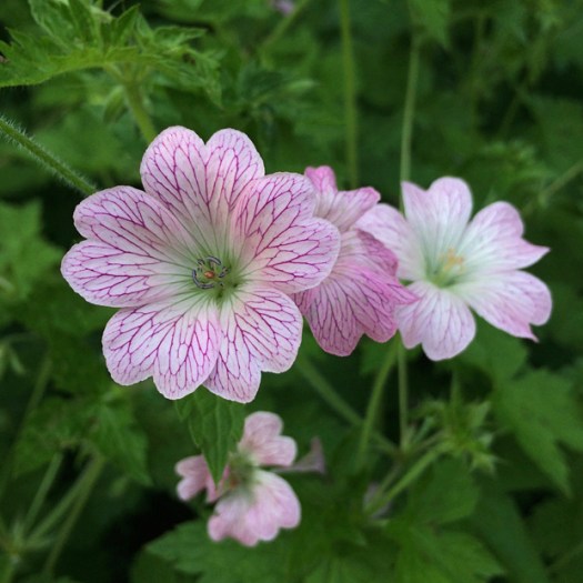 Pale pink geranium with purple lace pattern