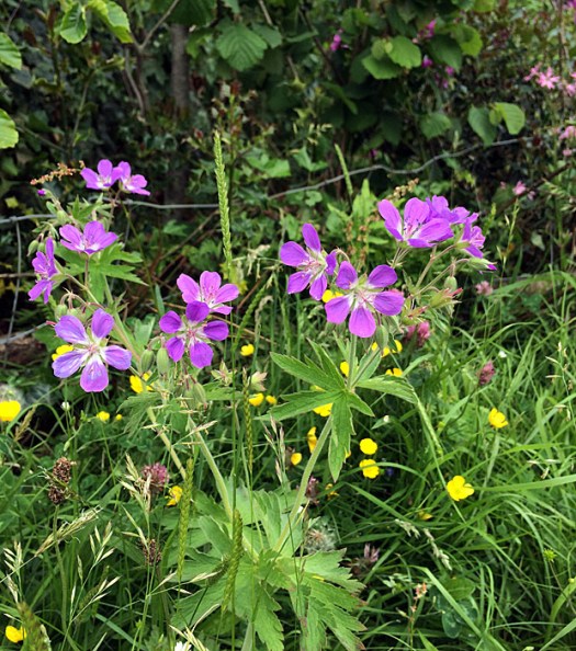 Wild geranium in a meadow