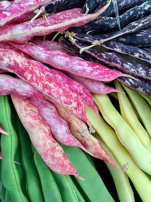 Red speckled, purple speckled, green and cream bean pods