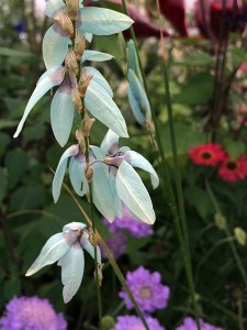 Ixia viridiflora with scabious