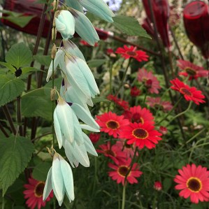 Pale turquoise flower in the foreground with red bottles and daisies