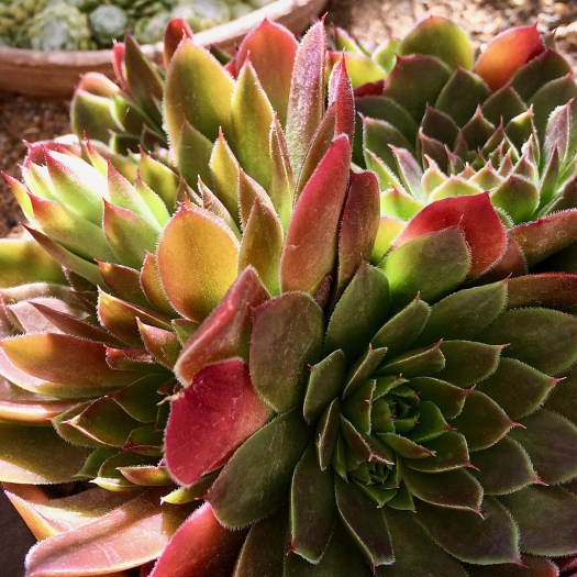 Hens and chicks leaves colourful in the sun