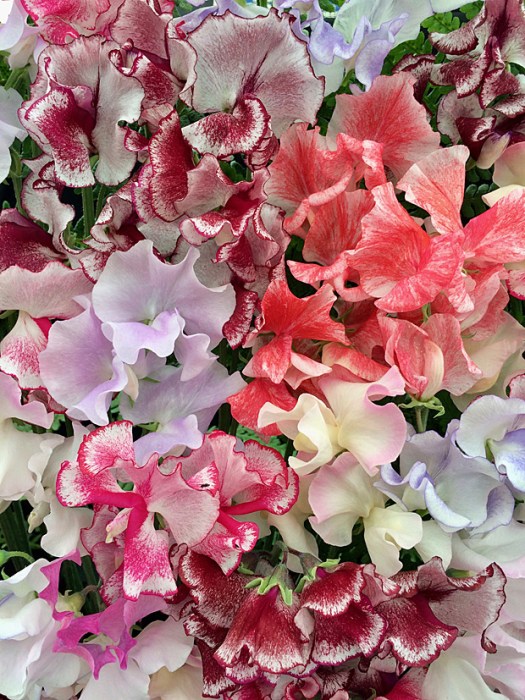 Sweet peas in mixed colours with streaks and splashes