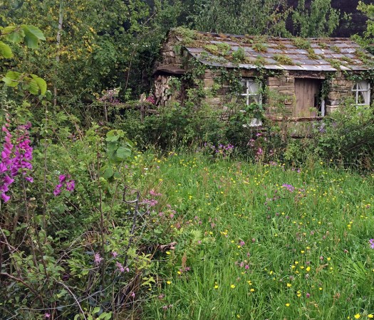 Foxgloves and wildflowers growing beside a cottage