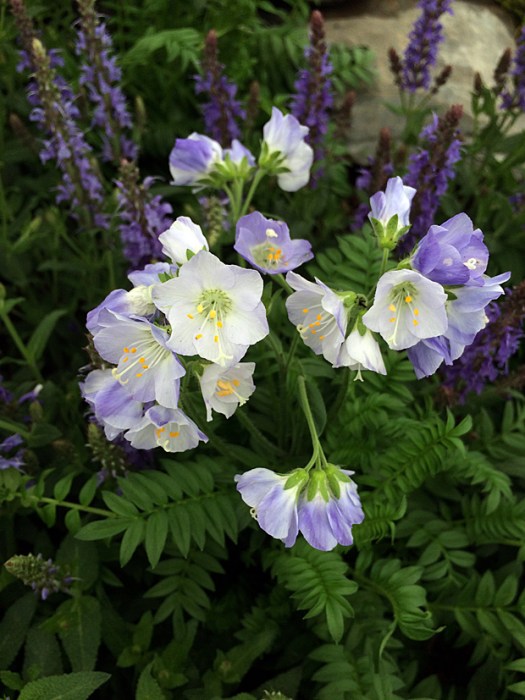 Polemonium cultivar with blue backed flowers, lighter inside
