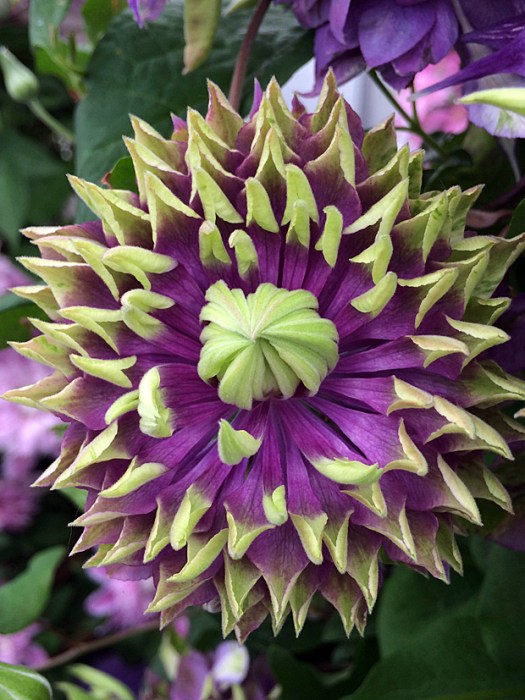 Double flowered purple clematis with green tips