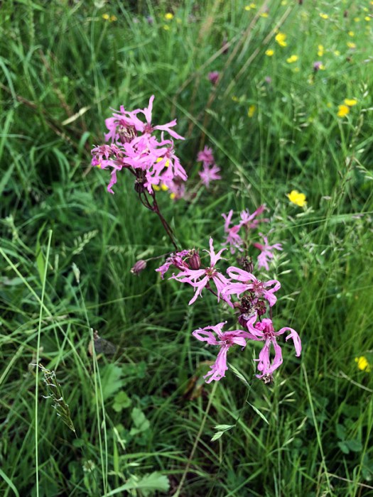 Pink wildflower with ragged petals