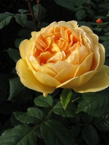Yellow rose makes a splash of colour in the darkness