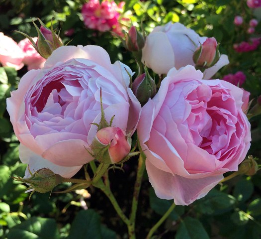 Pink rose with chalice shaped blooms