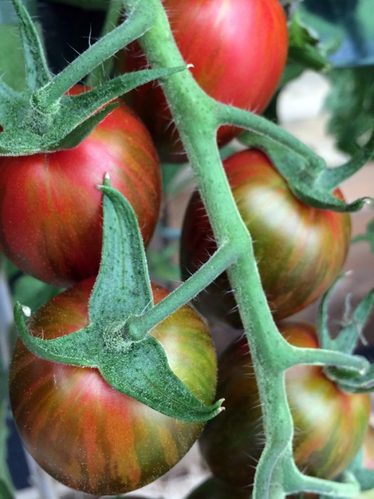 Tomato with attractive streaked patterning