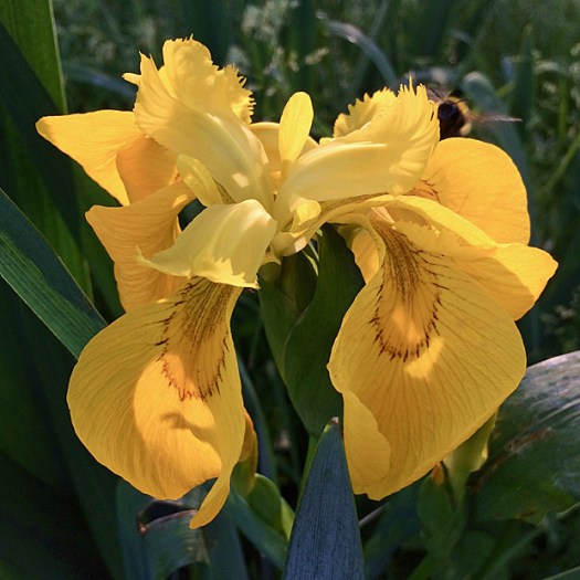 Yellow flag iris with bee