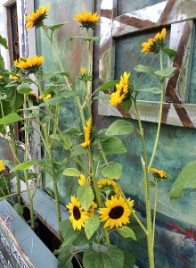 Multi-stemmed sunflowers against a hand painted wall