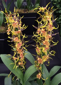 Orchid with spires of yellow, red and chocolate flowers