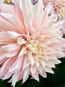 Giant dahlia with soft peachy cream petals