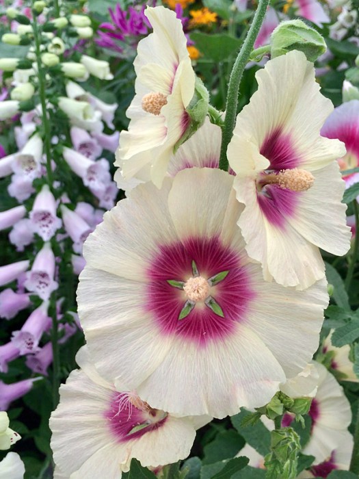 Single hollyhock with cream flowers and bold purple eye