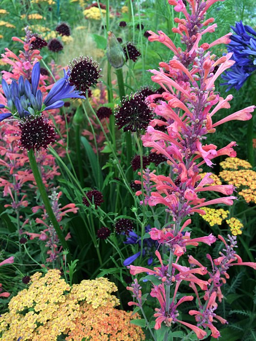 Coral coloured agastache with companion flowers