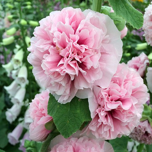 Double pink hollyhock with foxgloves