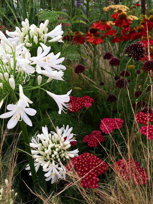 White agapanthus with ornamental grass and richly coloured flowers