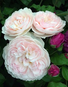 Pale pink roses with deep pink rosebuds