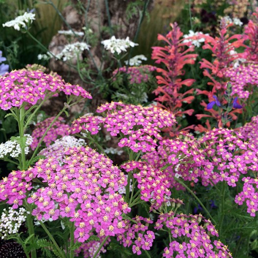 Pink achillea with coral coloured hyssop