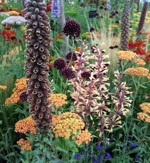 Slender brown foxglove with colourful flowers