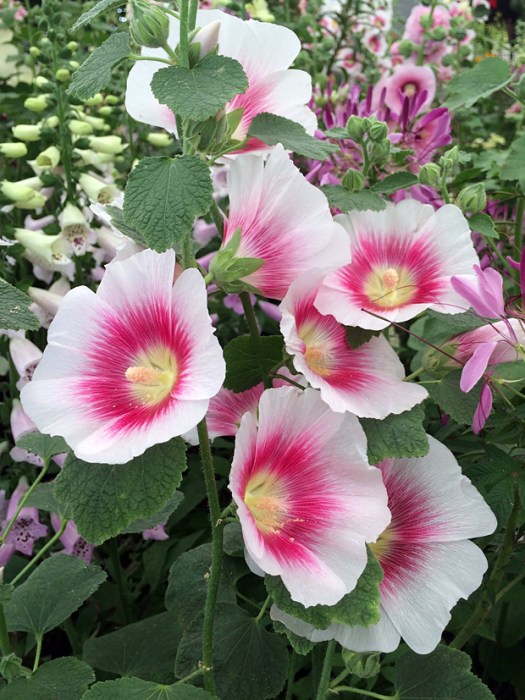 White hollyhock with bold blush stain around a yellow centre