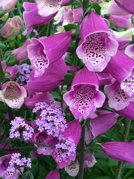 Spotted pink foxglove with verbena bonariensis