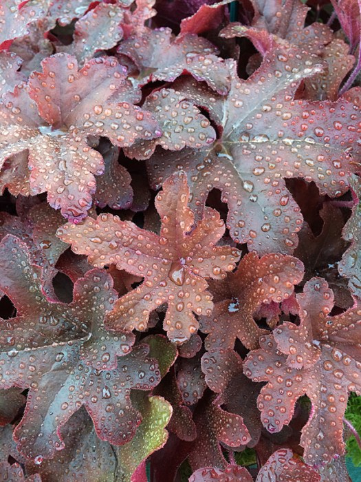 Bronzy heuchera leaves with pinker reverses