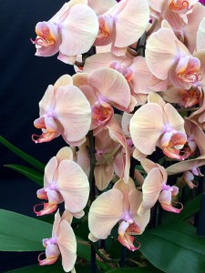 Pale peach orchid with veins and darker lip