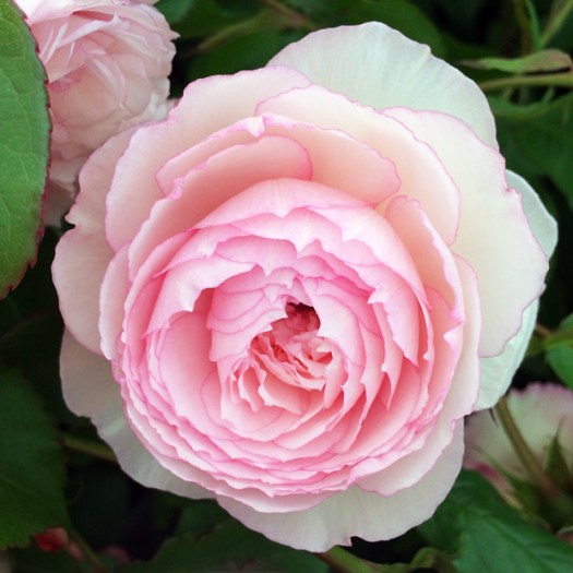 Rose with pearlescent pink petals and a picotee edge